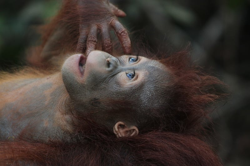 Borneo's Rainforests