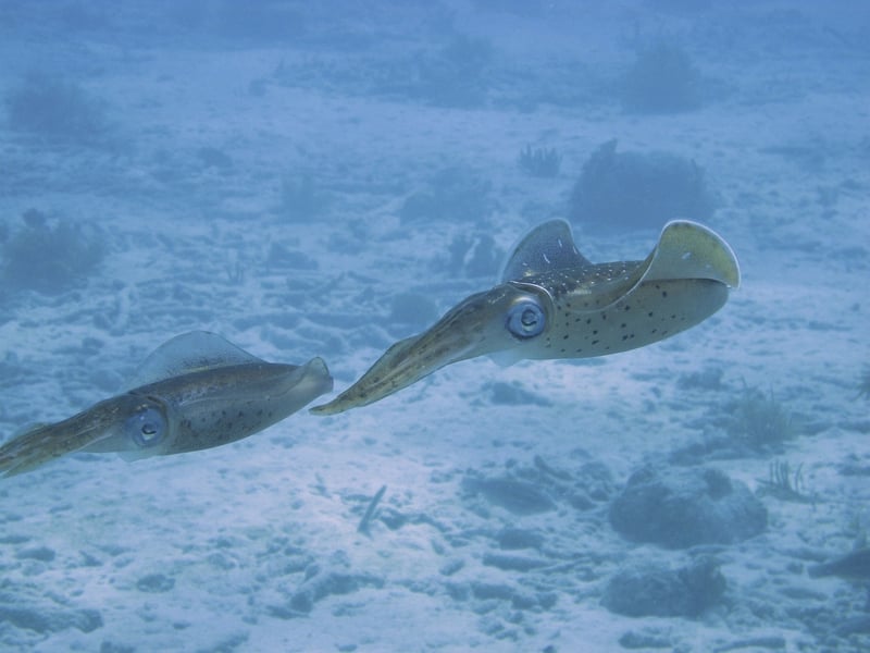 Night Diving